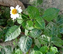  Flowering Shoot